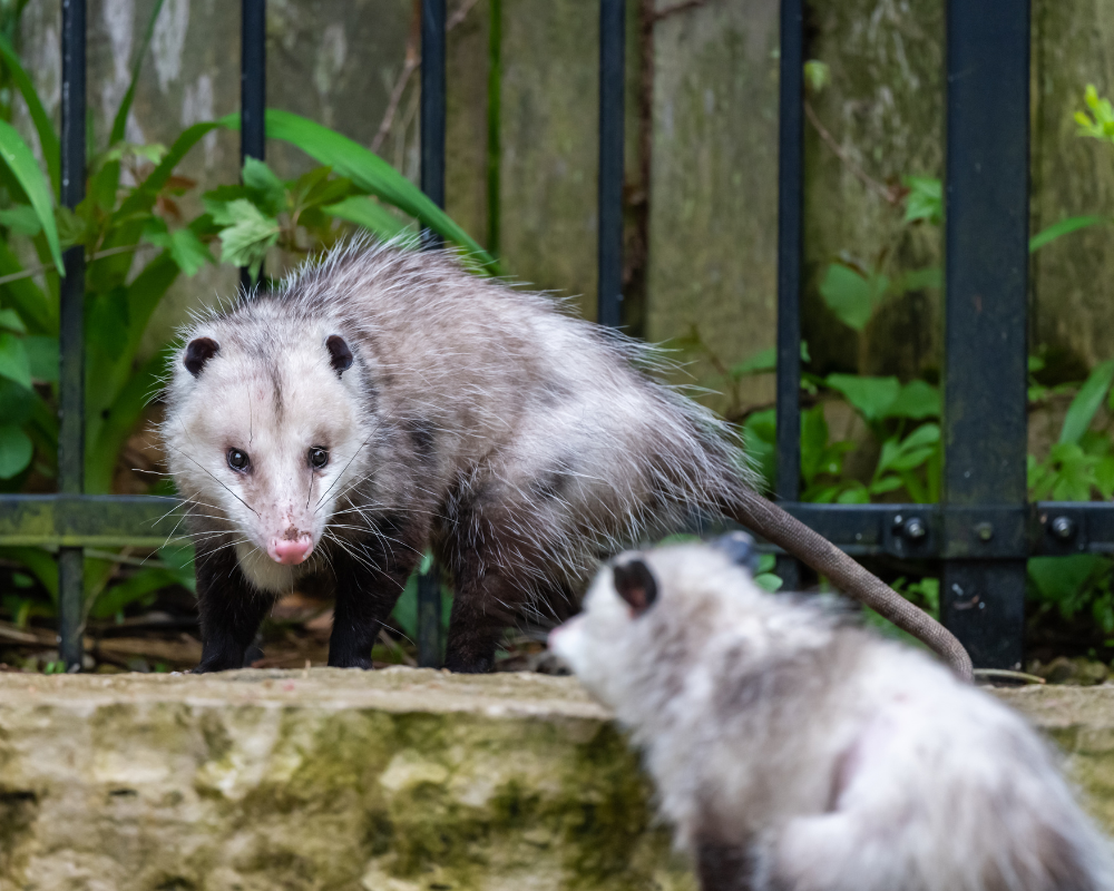 critter control and wildlife control